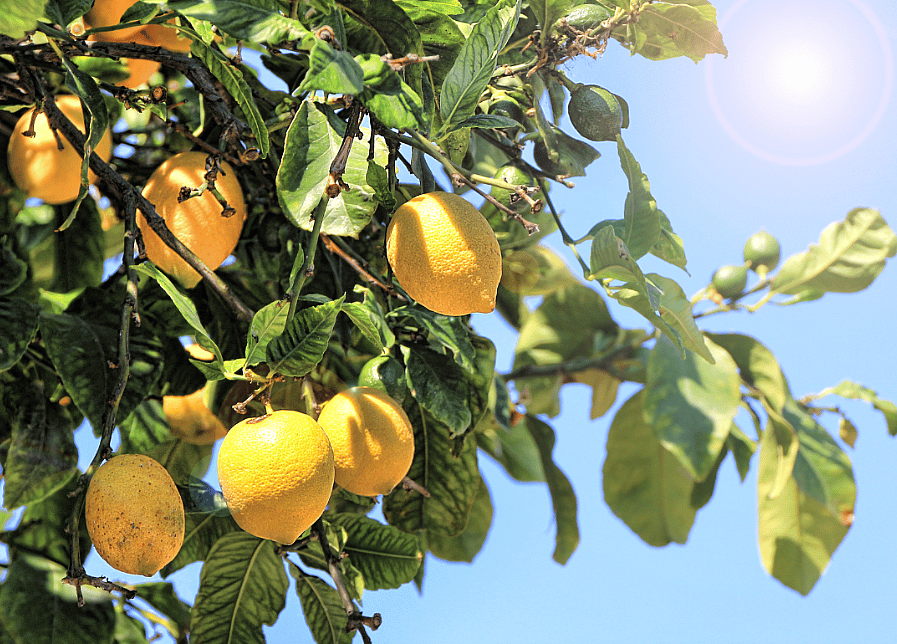 Close up of a lemon tree.