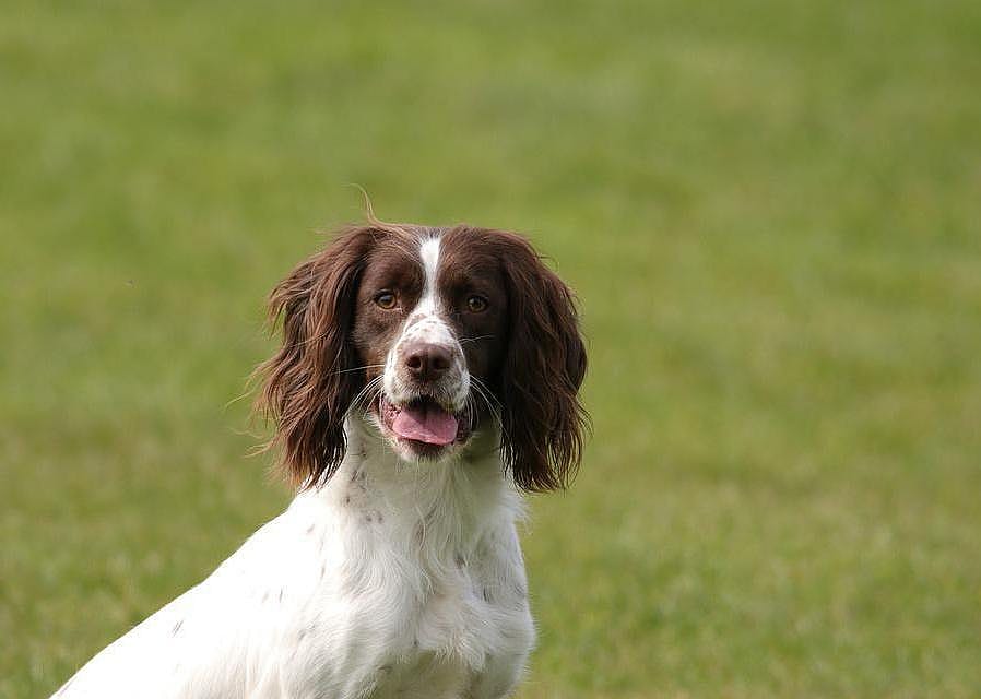 #27. English springer spaniel