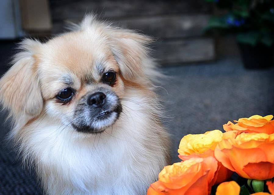 Tibetan spaniel