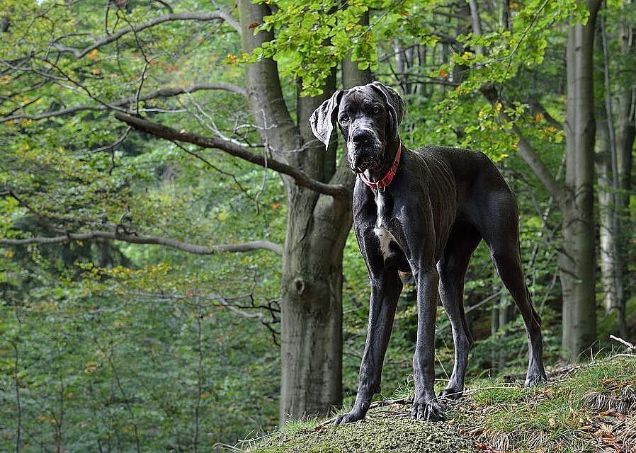 #17. Great Dane