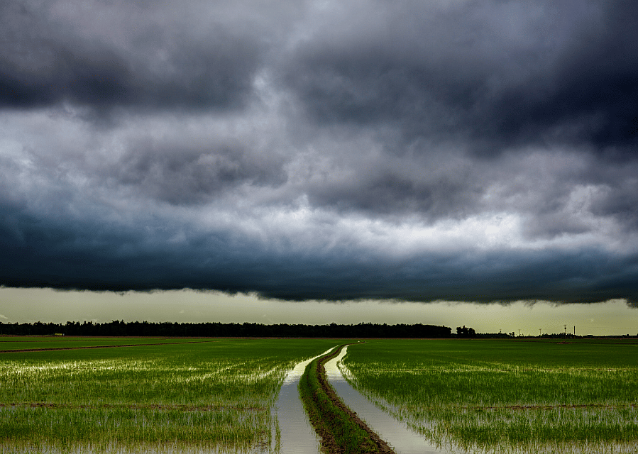 Dark clouds looming over the rice fields.