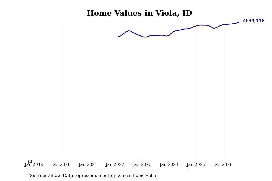 #41. Viola