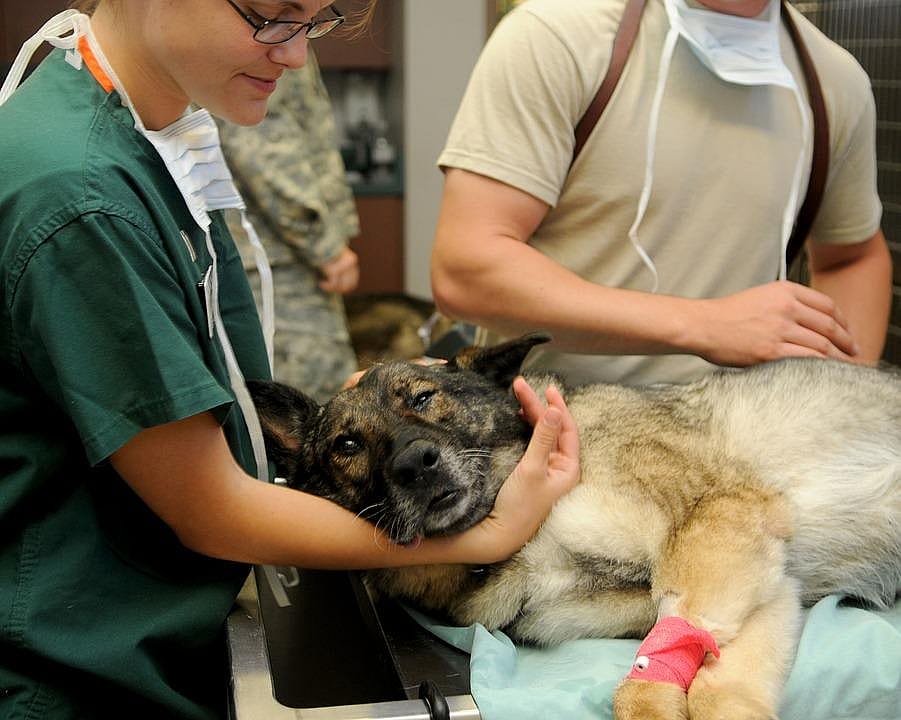 #80: Veterinarians
