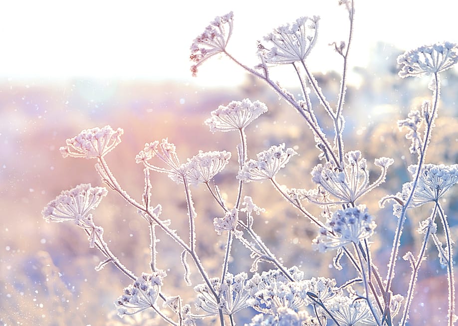 ju_see // Shutterstock
