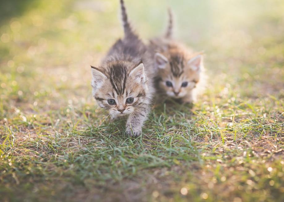 ANURAK PONGPATIMET // Shutterstock