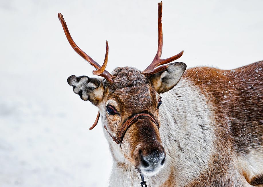 Roman Babakin // Shutterstock