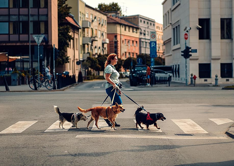 Zoran Zeremski // Shutterstock