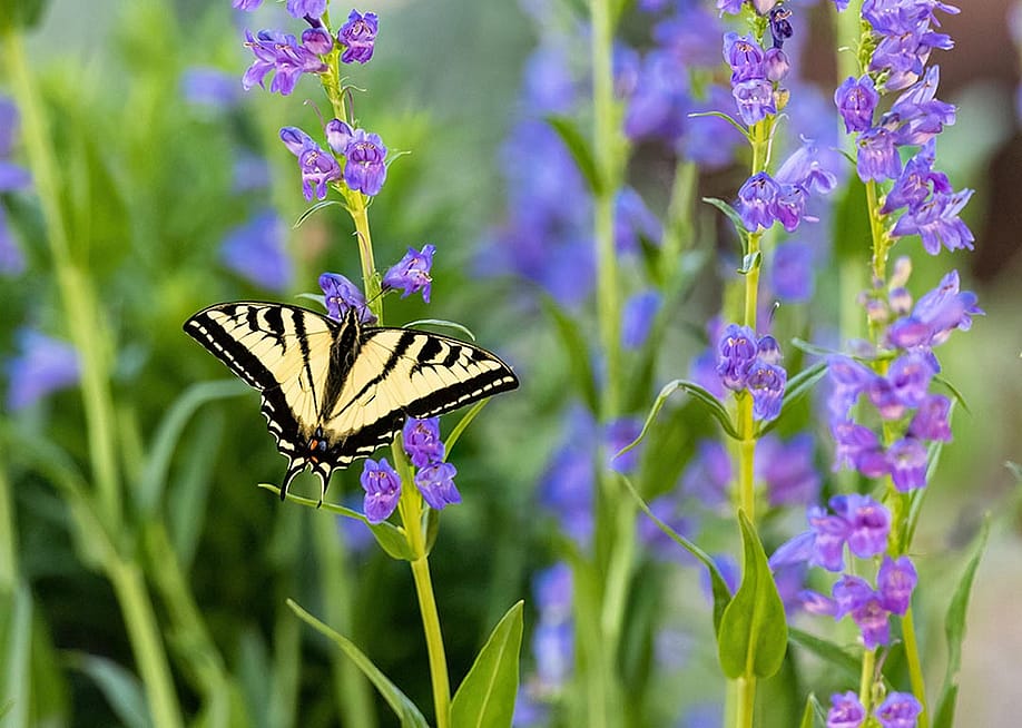 Susan Hodgson // Shutterstock