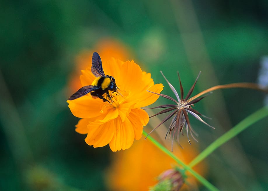 Wild Horizons // Universal Images Group via Getty Images