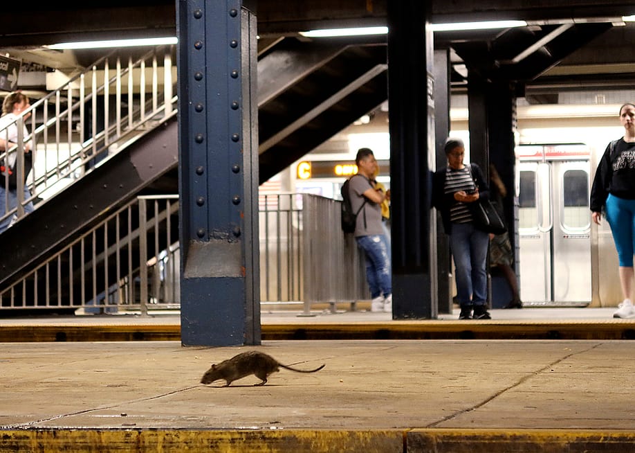 Gary Hershorn // Getty Images