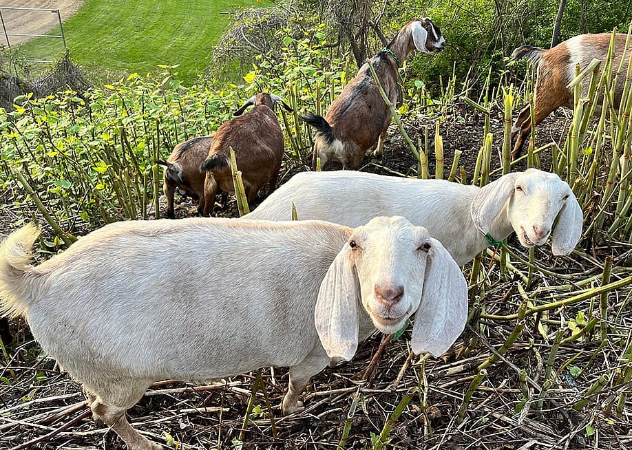 Allegheny GoatScape