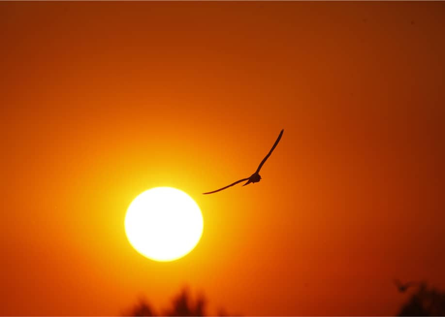Andrzej Kubik // Shutterstock