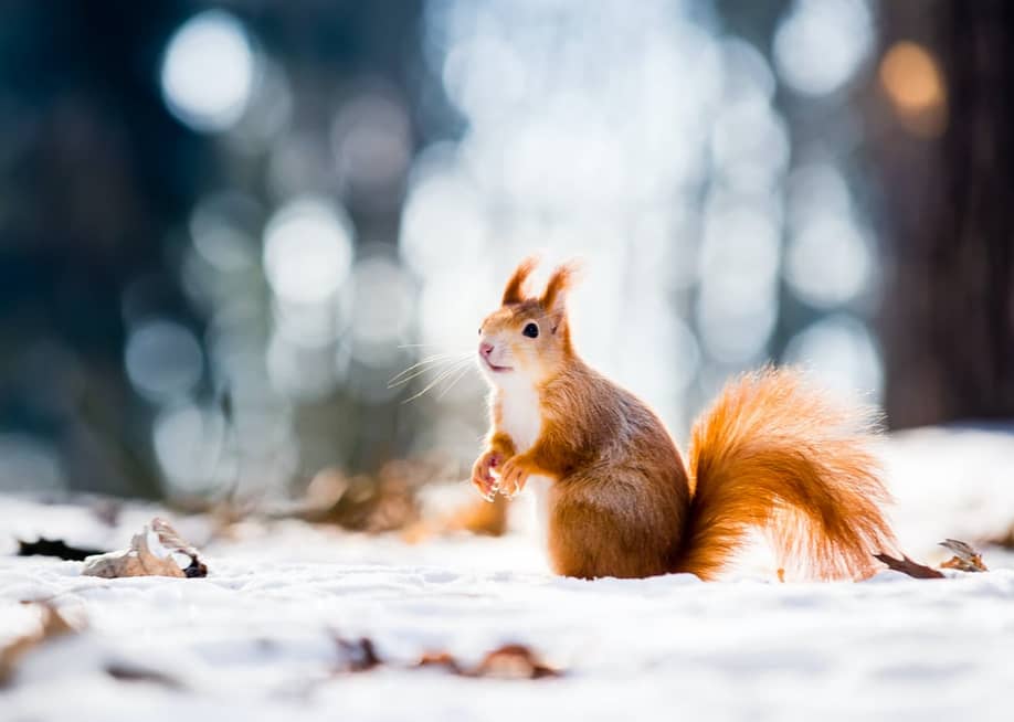 VOJTa Herout // Shutterstock
