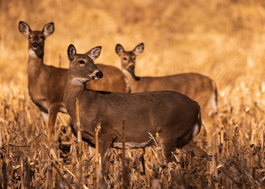 Michael Rolands // Shutterstock
