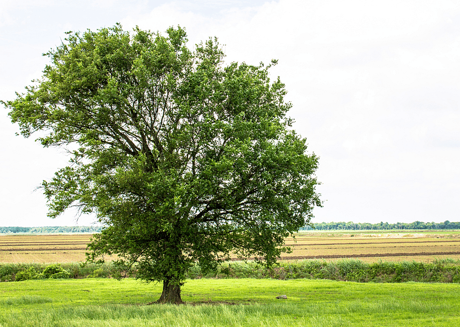 A Woodrum // Shutterstock