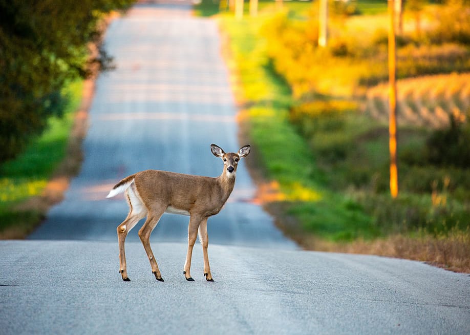 Michael Tatman // Shutterstock