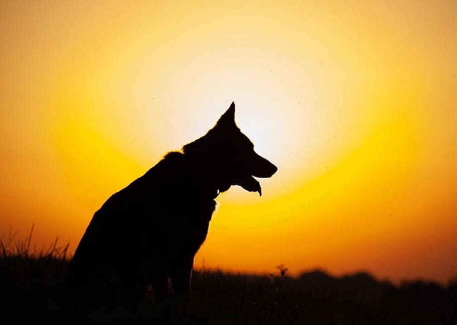 anjajuli // Shutterstock