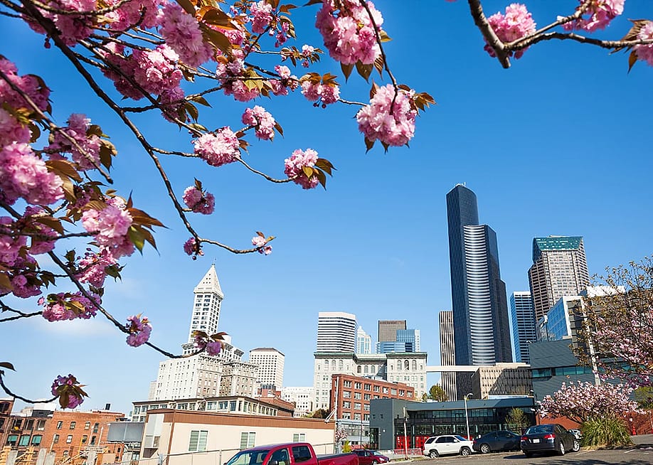 A cherry blossom tree with a city view of downtown Seattle, WA. — Sergey Novikov // Shutterstock