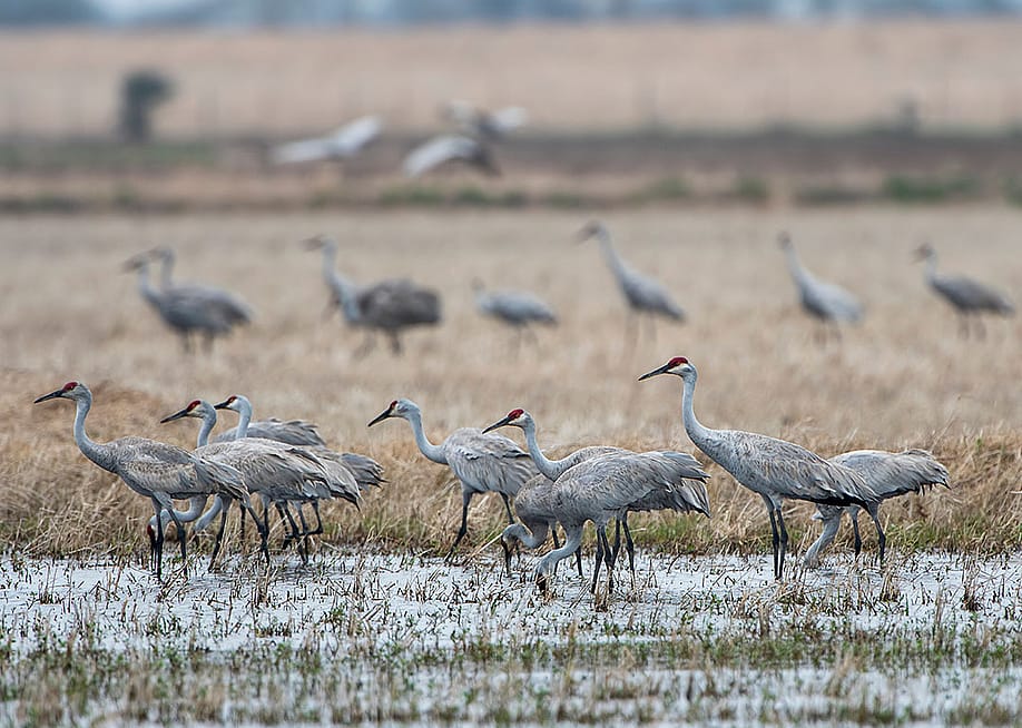 A flock of sandhill cranes in Louisiana. — Bonnie Taylor Barry // Shutterstock