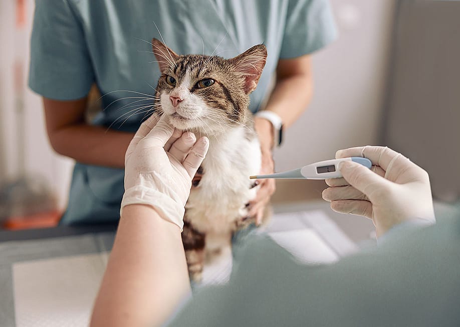 A cat's temperature being taken at a veterinary clinic. — Friends Stock // Shutterstock