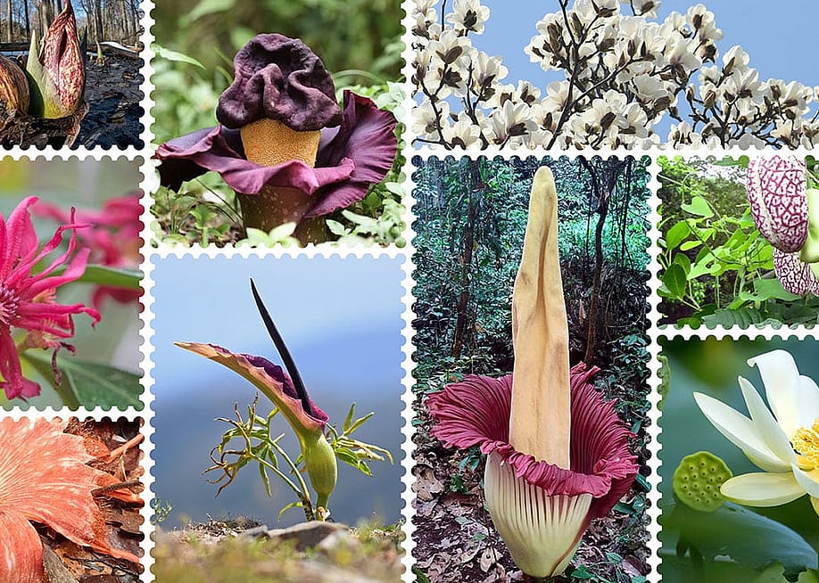A collage of thermogenic plants, clockwise from top left: sago palm (Cycas revoluta); Eastern skunk cabbage (Symplocarpus foetidus), elephant-foot yam (Amorphophallus paeoniifolius), Yulan magnolia (Magnolia denudata), calico-flower (Aristolochia littoralis), American lotus (Nelumbo lutea), titan arum (Amorphophallus titanum), dragon arum (Dracunculus vulgaris), Florida anise (Illicium floridanum), Rhizanthes lowii, dead-horse arum (Helicodiceros muscivorus). — David Govoni, Stephen John Davies, Tausher, Yao Li, Jero Chávez, Denver Kramer, Yash Bhagwanji, Fotis-Samaritakis, John Serrao, Jackie T, Aulax // iNaturalist.org