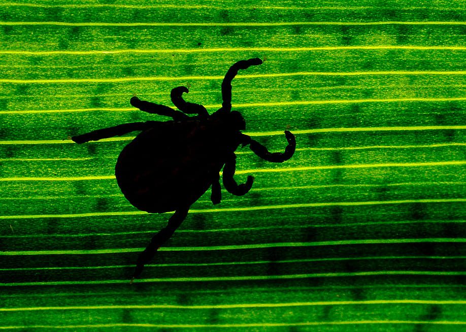 Silhouette of a tick seen through a leaf in a garden. — Patrick Pleul // picture alliance via Getty Images