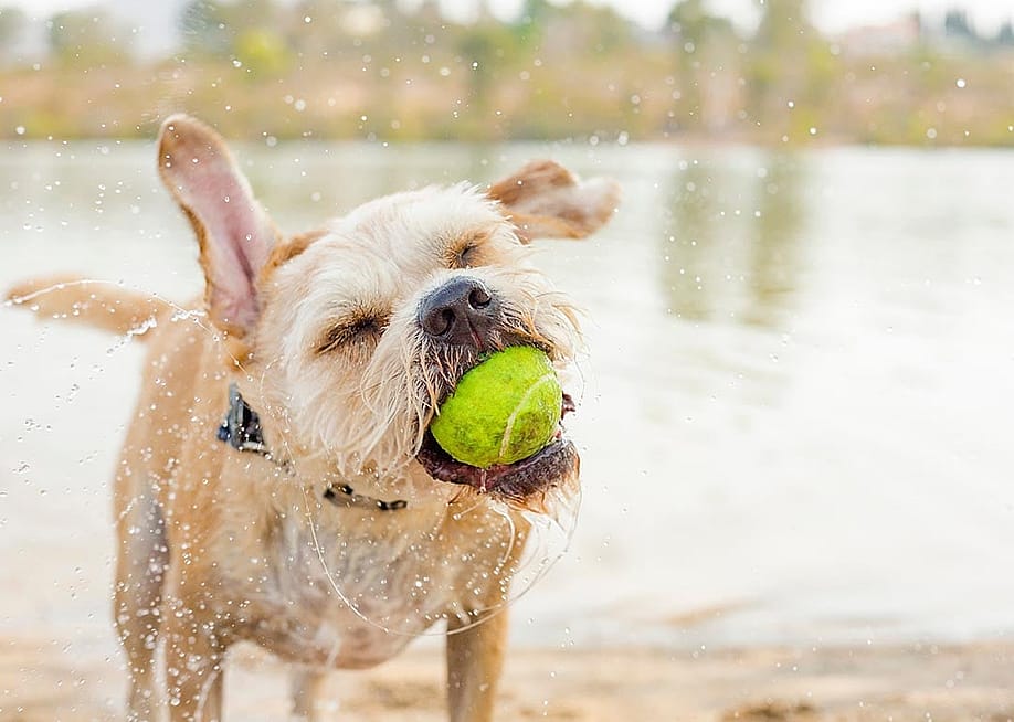 Tan mixed breed dog playing in park near water with tennis ball in mouth. — Ali Peterson // Shutterstock