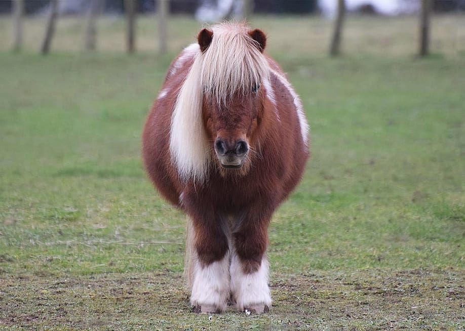 A Shetland pony standing on a field. — Amani A // Shutterstock