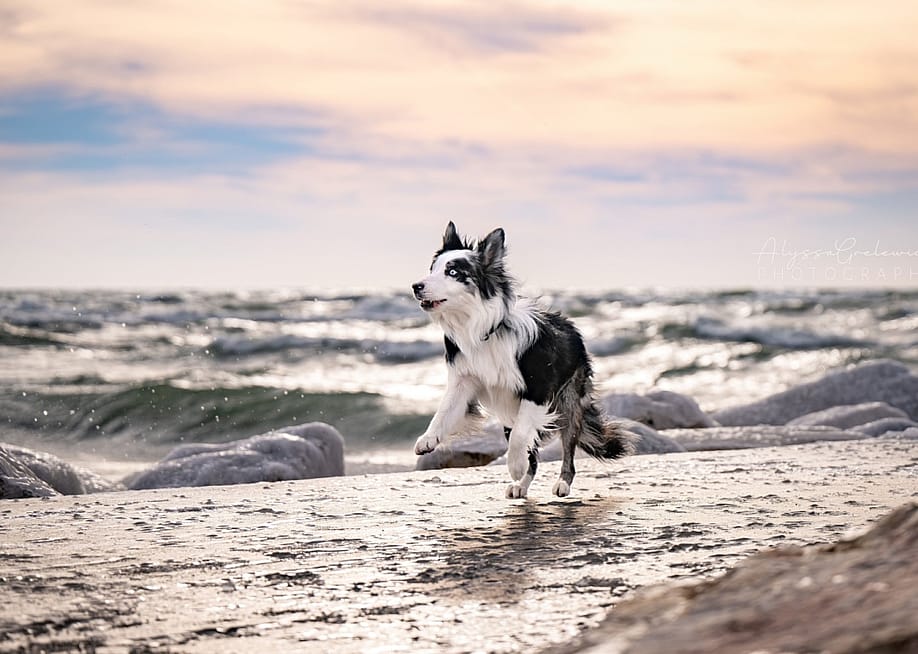 Winter beach with border collie and Michigan lighthouse. — AlyssaDogPhotographer // Shutterstock