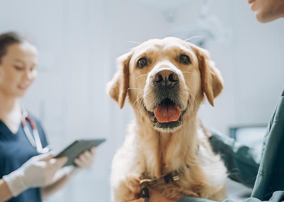 Golden retriever sitting on examination table as a female veterinarian assesses in the background. — Gorodenkoff // Shutterstock