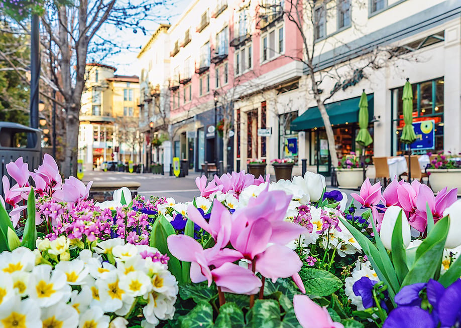Flowers along the streets of San Jose, California. — mTaira // Shutterstock
