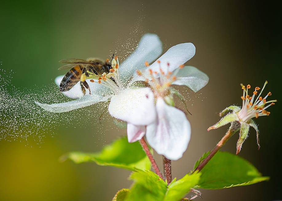 A honey bee collecting pollen grains from a white flower. — Smeerjewegproducties // Shutterstock