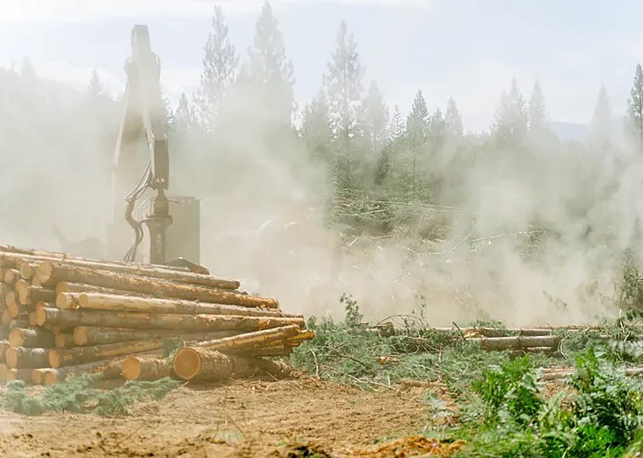 A pile of cut logs sits on the ground with thick sawdust floating everywhere while a logging company is harvesting timber in Lincoln County, Montana. — Ilana Newman // The Daily Yonder
