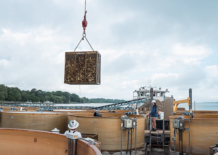 A cage full of baby oysters being hauled from the Chesapeake Bay and bound for the Manokin River. — Ben Seal for Reasons to be Cheerful