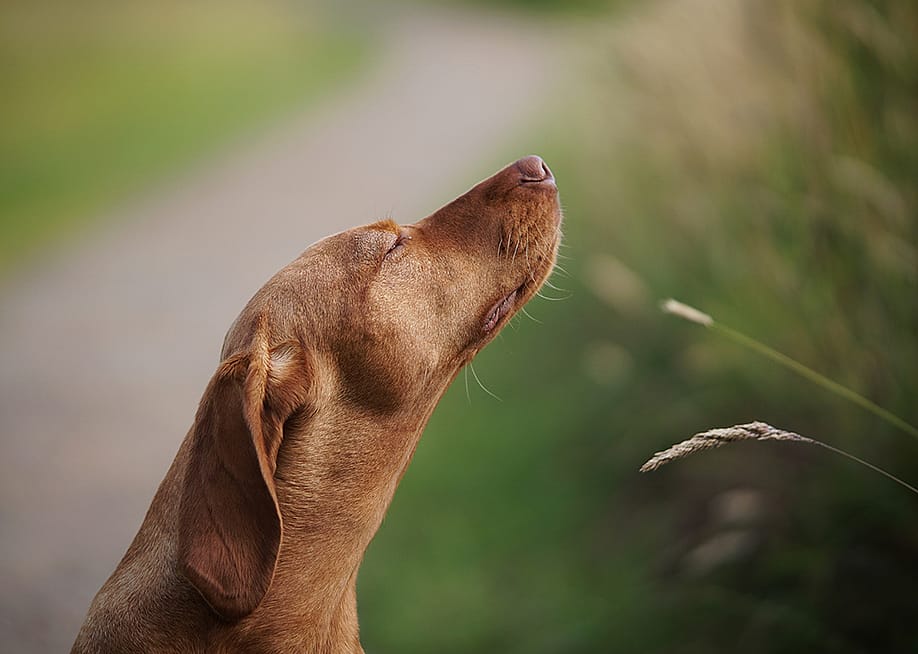 Dog sitting by a grass field, sniffing air. — LiamAusten // Shutterstock