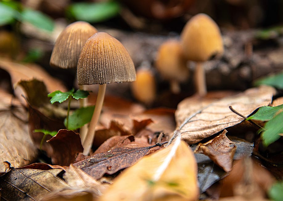 Hallucinogenic psilocybe semilanceata or liberty cap mushrooms growing under fallen leaves. — Osman Temizel // Shutterstock