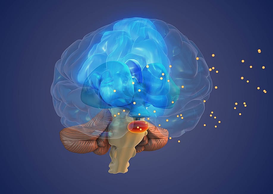 3D Illustration of the brain showing the concept of the Thalamus processing sensory signals. — Silver Place // Shutterstock