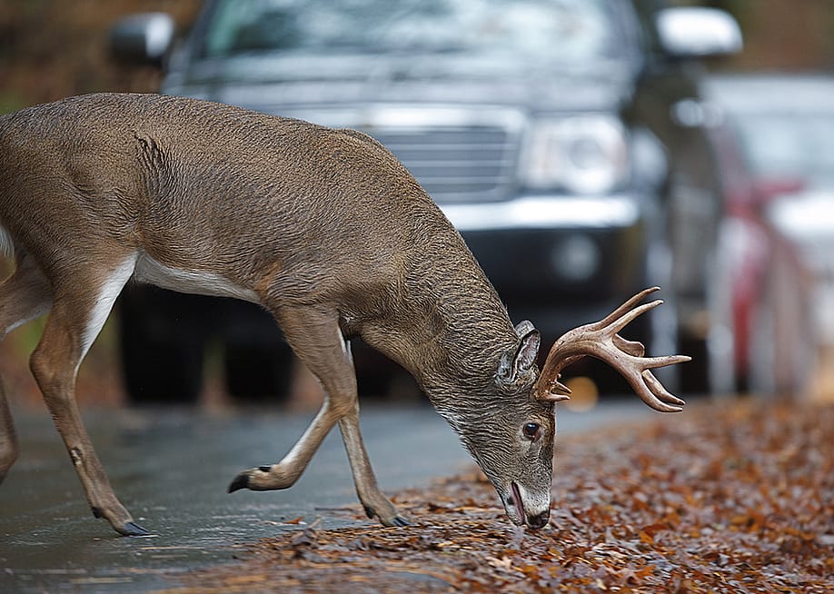 A white-tailed deer munching on leaves on a road side with cars approaching. — Tom Reichner // Shutterstock