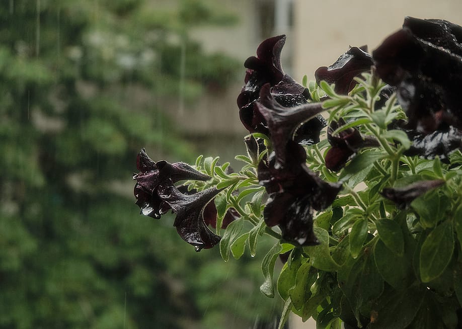Raindrops falling over black petunias. — Kutasi Xenia // Shutterstock