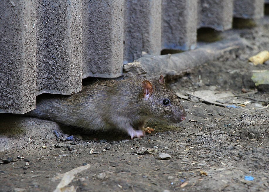 A brown rat crawling out from under a steel fence on concrete ground. — PhotoProx // Shutterstock