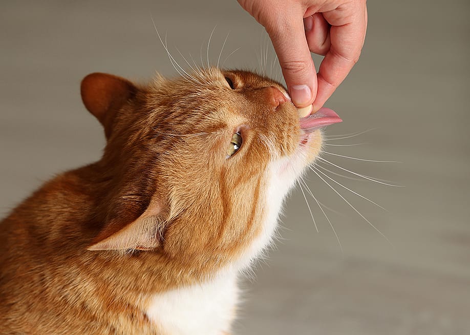 An orange cat taking a pill from its owner's hand. — New Africa // Shutterstock