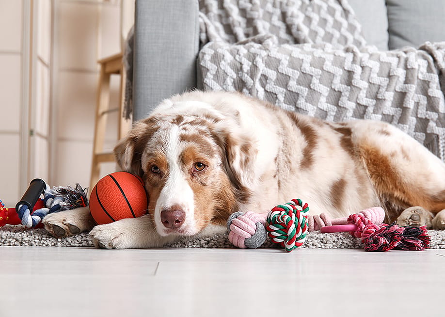A fluffy Australian Shepherd dog lying on the floor with various dog toys. — Pixel-Shot // Shutterstock