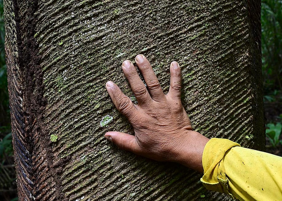 Hand touching the scars of a rubber tree (Hevea brasiliensis) near the Anajas riverbank in the Amazonia region, Marajo, near Anajas city, Para state, Brazil. — PABLO PORCIUNCULA // AFP via Getty Images