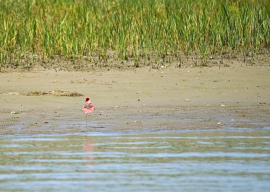 A red flags mark the area along the shore in upper Newport Bay, California where eelgrass restoration has taken place. — Mindy Schauer // Digital First Media / Orange County Register via Getty Images