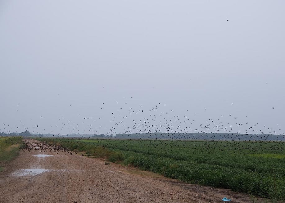 Blackbirds flying over summer rice fields. — Elizabeth Hewitt for Reasons to be Cheerful