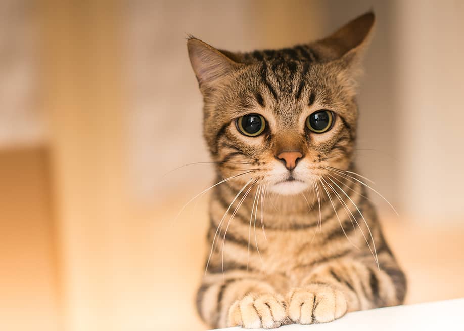 A sad tabby cat at home. — Krakenimages.com // Shutterstock