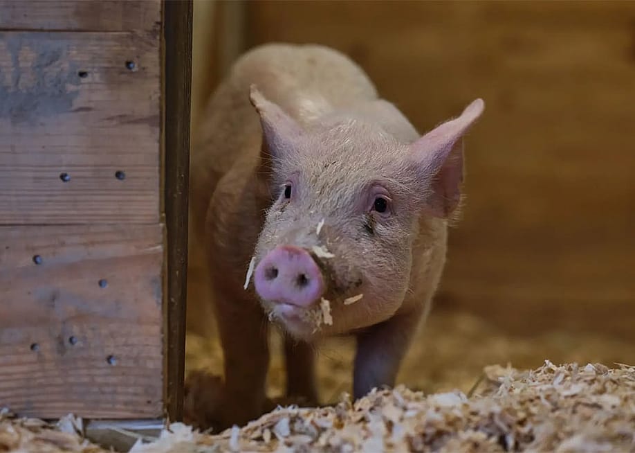 Dawn, a Yorkshire pig, is a part of the cultivated pork efforts by startup, Mission Barns. — Courtesy of Mission Barns