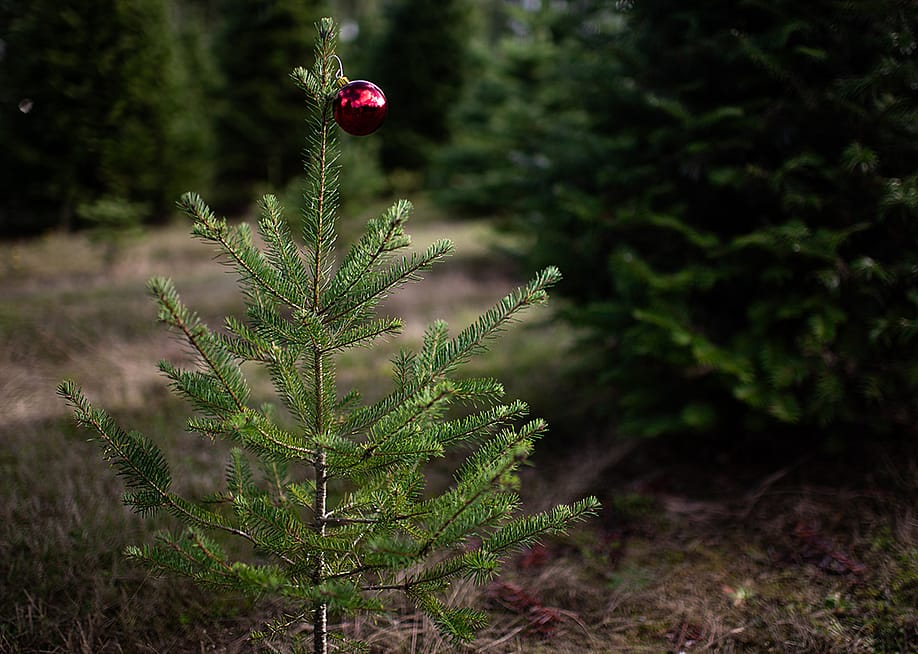 A small pine tree with a single red ball ornament. — EmHoganPhoto // Shutterstock