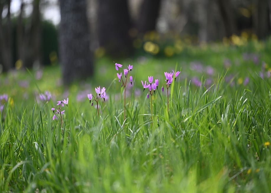 Broad-leaved Shooting Star wildflowers in a Garry Oak meadow on Vancouver Island, British Columbia. — WhisperingOaksPhotography // Shutterstock