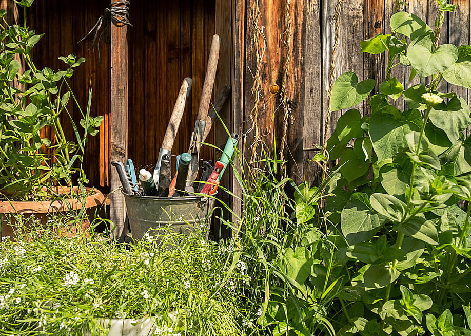 Garden tools in metal bucket against a wooden shed wall in a garden. — Zhenny-zhenny // Shutterstock